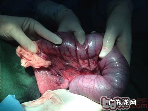 一例德牧犬比较严重肠套叠病例分析