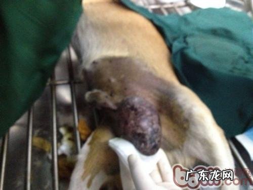 一例公犬睾丸肿瘤的启发