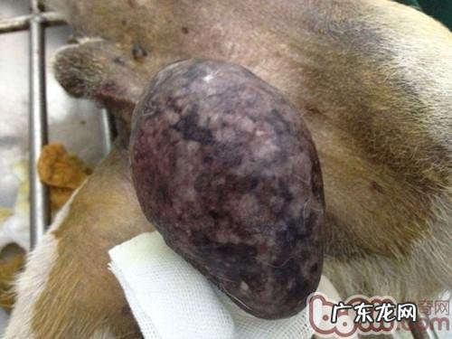 一例公犬睾丸肿瘤的启发
