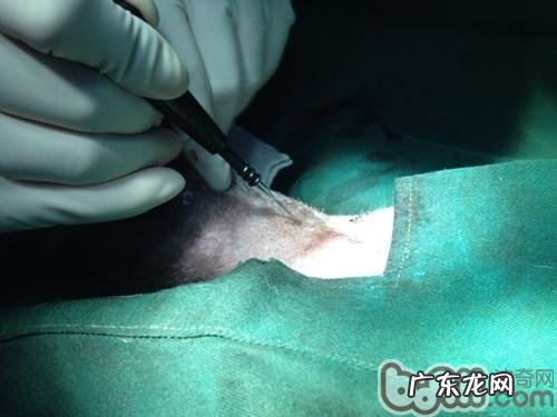 一例公犬睾丸肿瘤的启发