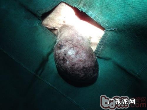 一例公犬睾丸肿瘤的启发