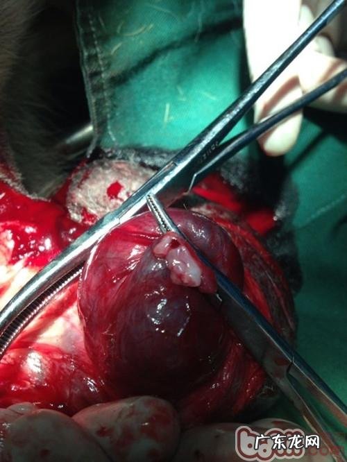 一例公犬睾丸肿瘤的启发