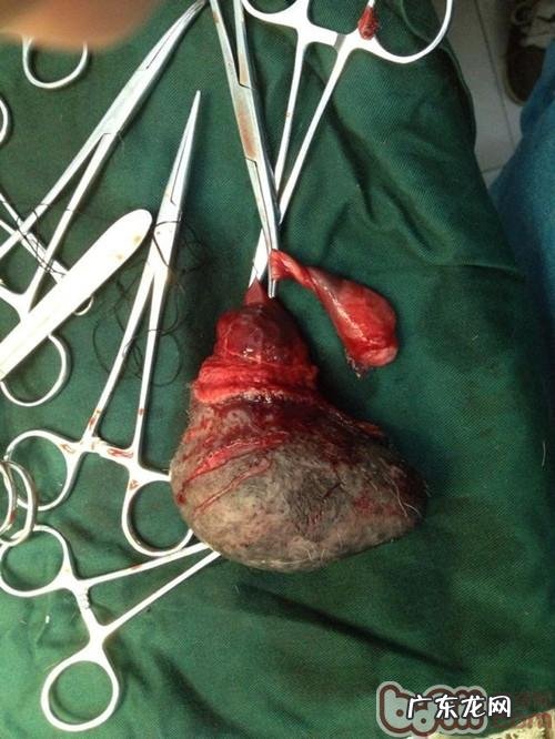 一例公犬睾丸肿瘤的启发