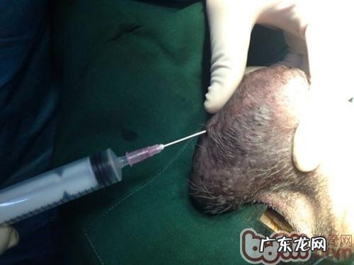 一例公犬睾丸肿瘤的启发