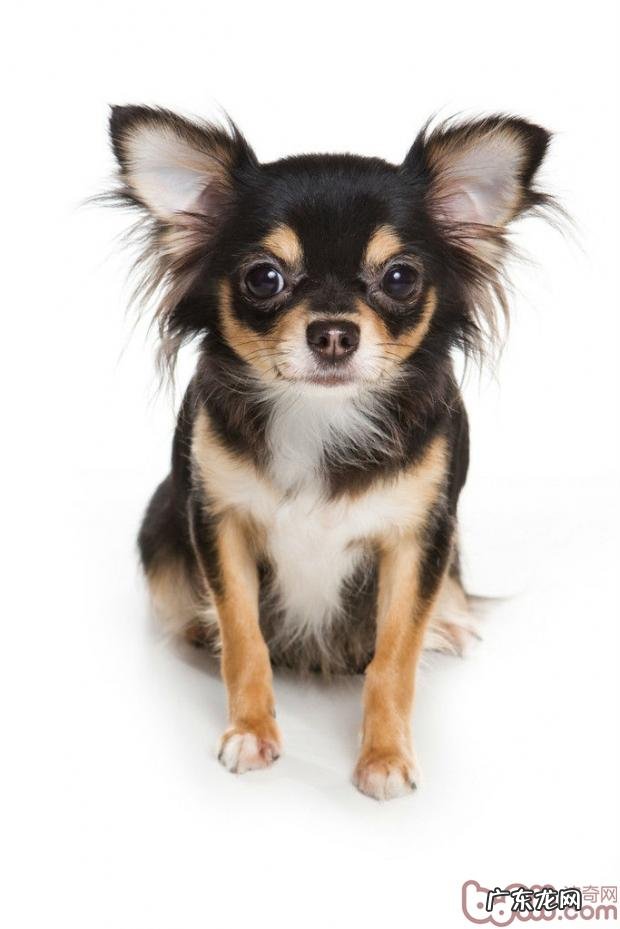 有关犬巴贝斯虫病