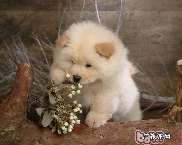 小狗倒睫的治疗方法