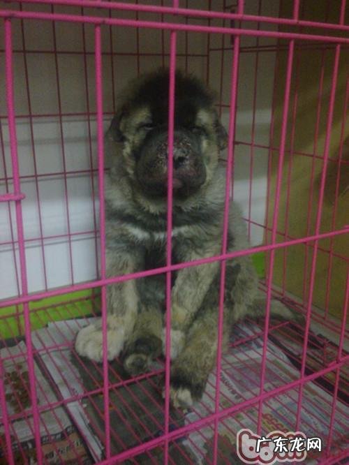 一只小高加索犬的脸部感柒