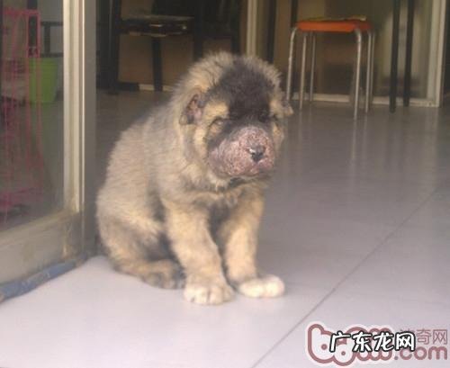 一只小高加索犬的脸部感柒