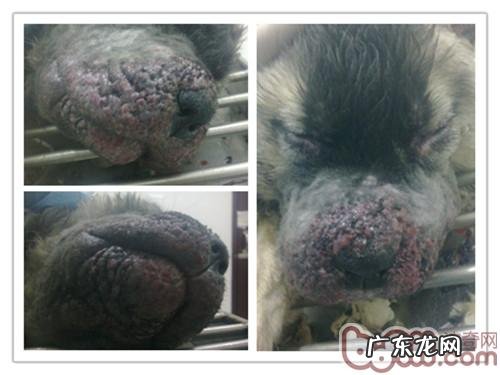 一只小高加索犬的脸部感柒