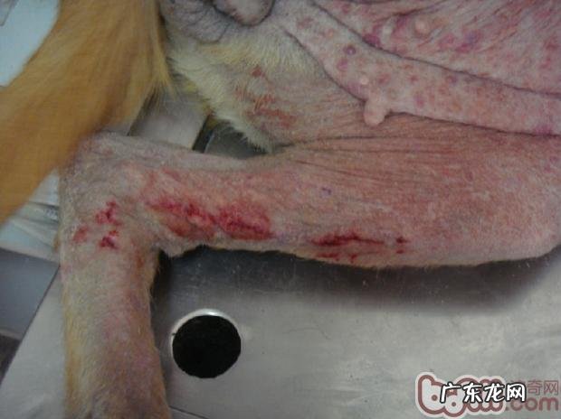 二 秋天，普遍犬的皮肤疾病蠕形螨感柒