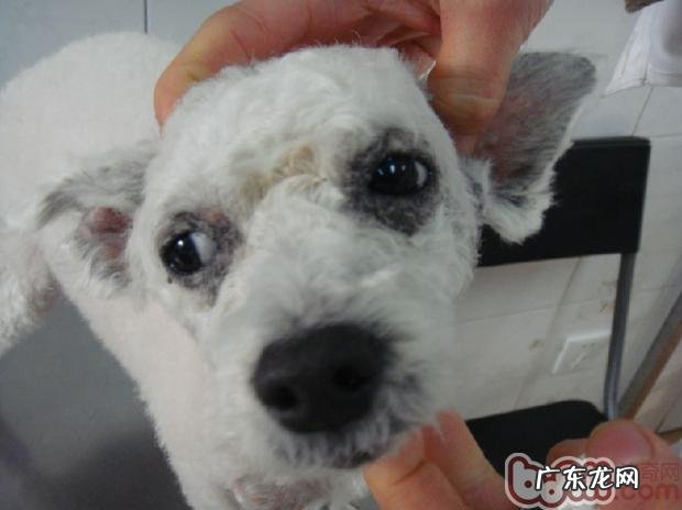 二 秋天，普遍犬的皮肤疾病蠕形螨感柒