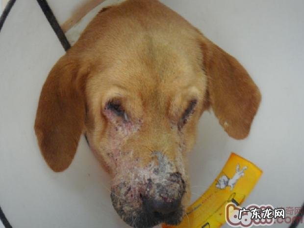 二 秋天，普遍犬的皮肤疾病蠕形螨感柒