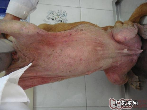 二 秋天，普遍犬的皮肤疾病蠕形螨感柒