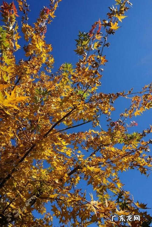 踏秋的优美句子 【抖音文案】踏秋的句子