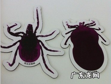 一 犬的常见的皮肤病皮肤过敏