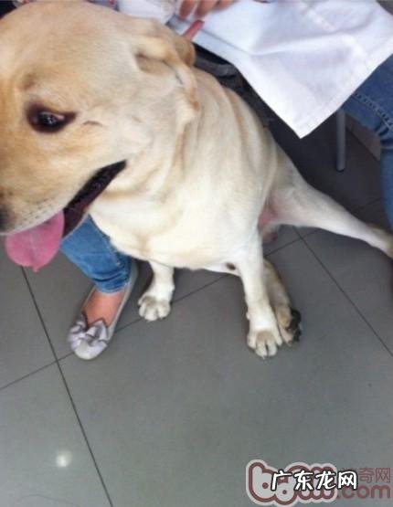 一 犬的常见的皮肤病皮肤过敏