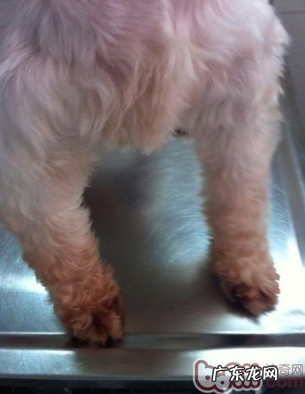 一 犬的常见的皮肤病皮肤过敏