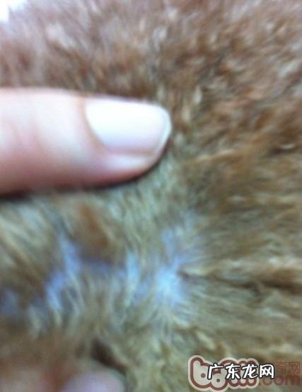 一 犬的常见的皮肤病皮肤过敏