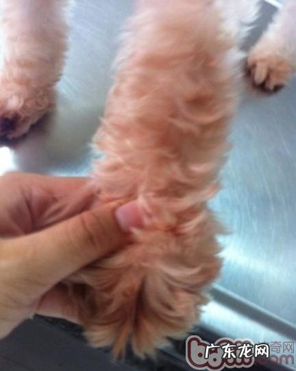 一 犬的常见的皮肤病皮肤过敏