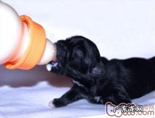 普遍小狗胃肠难题的症状表现