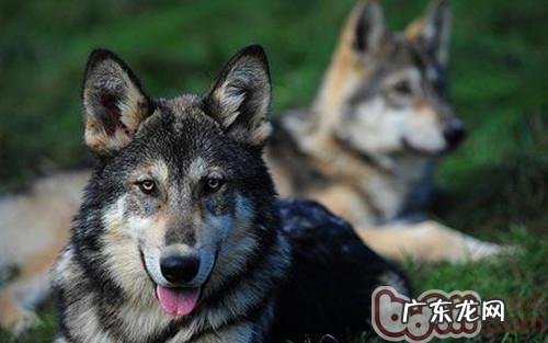 狗狗配种時间决策下一代的优质水平