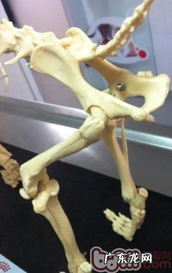 探讨犬的髋关生长发育出现异常的医治