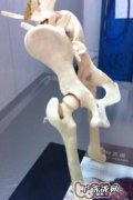 探讨犬的髋关生长发育出现异常的医治