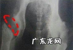 探讨犬的髋关生长发育出现异常的医治