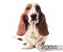 狗狗耳血肿该如何治疗？