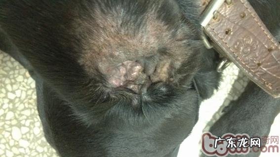 狗狗耳血肿该如何治疗?