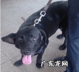 狗狗耳血肿该如何治疗?