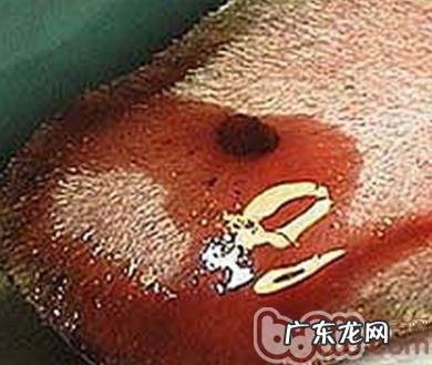 狗狗耳血肿该如何治疗?