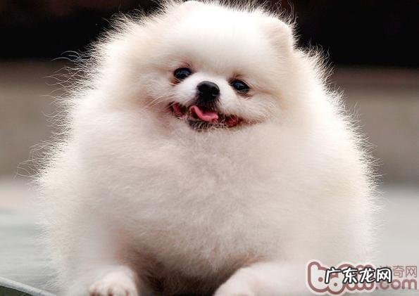 博美犬怀孕多长时间会生