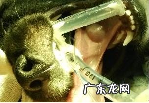 小狗唾液腺囊肿摘除实例