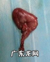 小狗唾液腺囊肿摘除实例