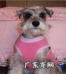 小狗唾液腺囊肿摘除实例