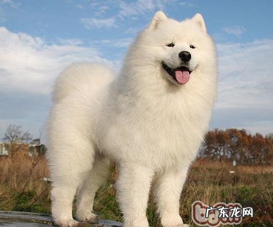 小狗被蛇咬伤应该怎么办