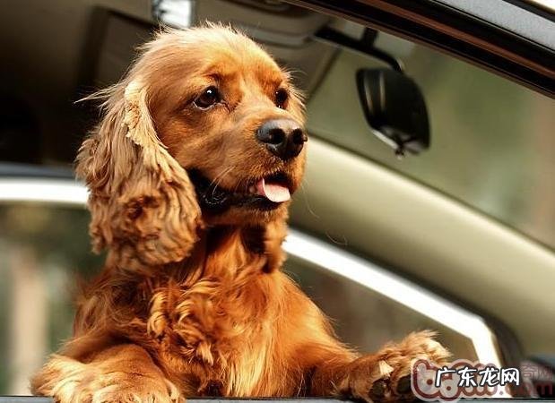 小狗碰到室息、心搏骤停和晕机应该怎么办