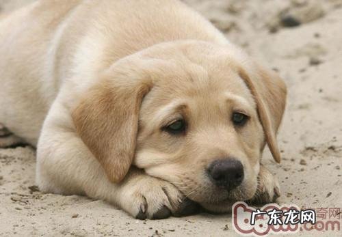 小狗后面行走怎么会外八或是内八字