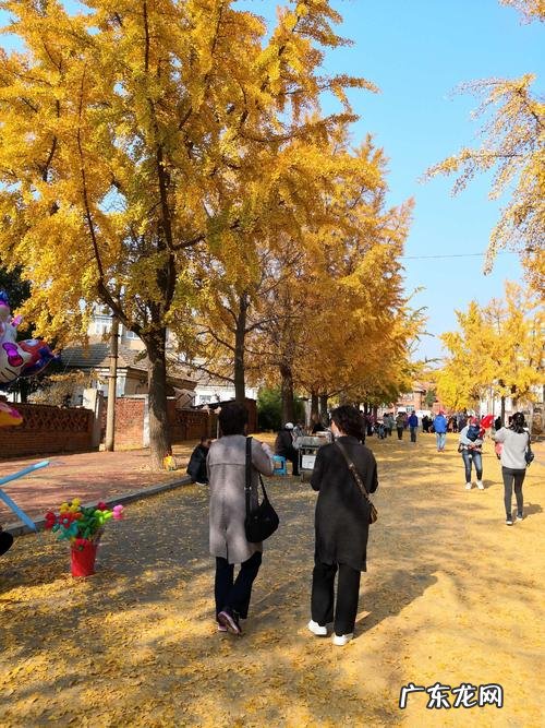 描写秋天银杏树的优美句子200字 【抖音文案】描写秋天银杏树的句子和段落