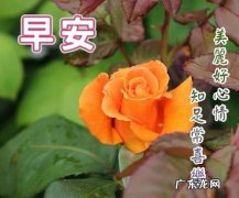 早晨问候语励志 【抖音文案】清晨问候语100句