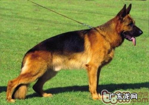 小狗胃扭转的病症介绍