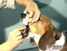 狗狗生病时主人家药物投放的方式