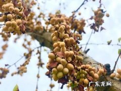 形容银杏果的句子 【抖音文案】银杏果硕果累累句子