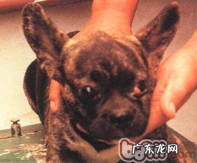 宠物狗第三眼睑突显病症和治疗方法