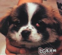宠物狗第三眼睑突显病症和治疗方法