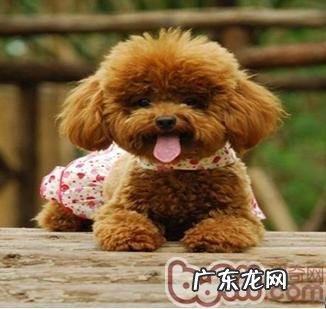 犬生完孩子低血钙的医治和预防