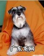 犬生完孩子低血钙的医治和预防