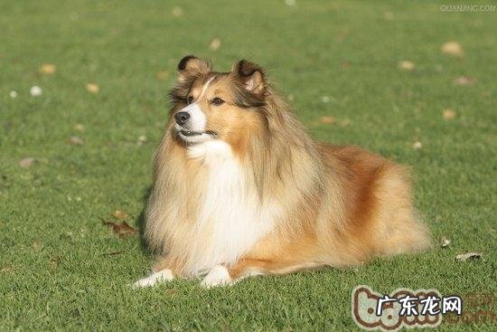 小狗秋天要严防什么病症