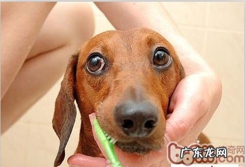 小狗牙龈发炎的临床症状